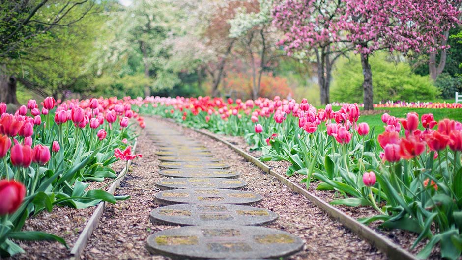 lale tulipani put lukovica pixabay.jpg